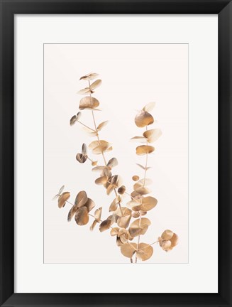 Framed Eucalyptus Gold No 4 Print