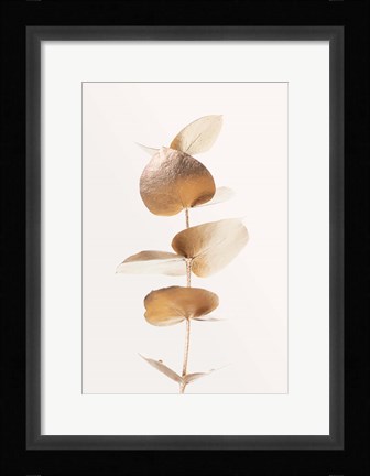 Framed Eucalyptus Gold No 6 Print