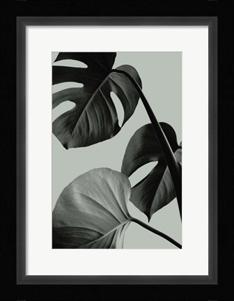 Framed Monstera Teal 7 Print