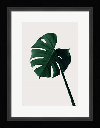 Framed Monstera Natural 7 Print