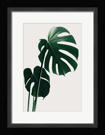 Framed Monstera Natural 16 Print