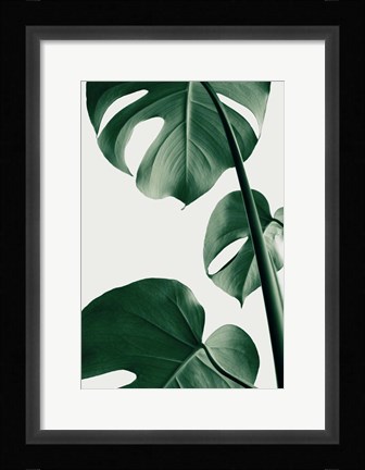 Framed Monstera Natural 37 Print