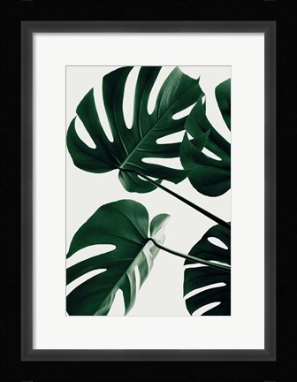 Framed Monstera Natural 43 Print