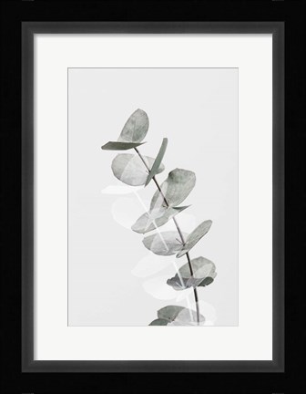 Framed Eucalyptus Creative 5 Print