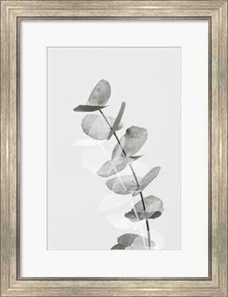 Framed Eucalyptus Creative 5 Print