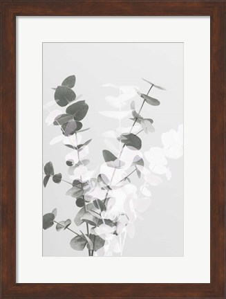 Framed Eucalyptus Creative 8 Print