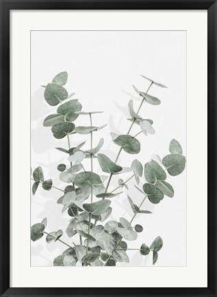 Framed Eucalyptus Creative 16 Print