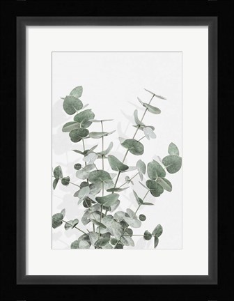 Framed Eucalyptus Creative 16 Print