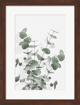 Framed Eucalyptus Creative 16 Print