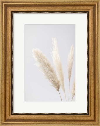 Framed Pampas Grass Grey 8 Print
