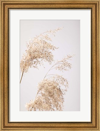 Framed Reed Grass Grey 6 Print