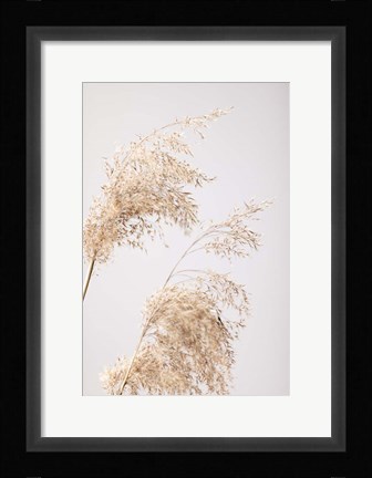 Framed Reed Grass Grey 6 Print