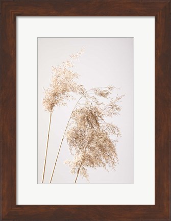 Framed Reed Grass Grey 7 Print