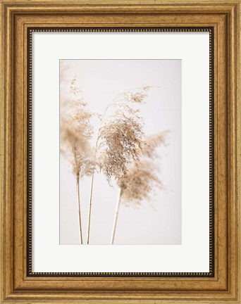 Framed Reed Grass Grey 9 Print