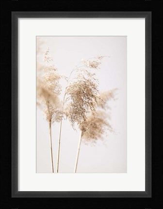 Framed Reed Grass Grey 9 Print