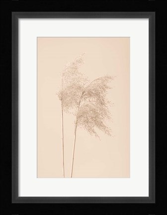Framed Reed Grass Beige 2 Print