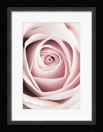 Framed Pink Rose No 1 Print