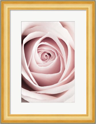 Framed Pink Rose No 1 Print