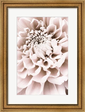 Framed Chrysanthemum No 1 Print