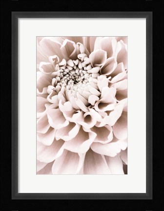 Framed Chrysanthemum No 1 Print