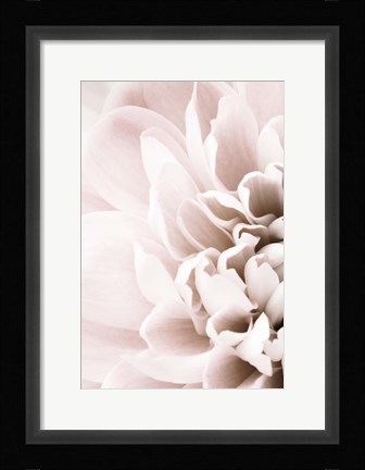 Framed Chrysanthemum No 2 Print