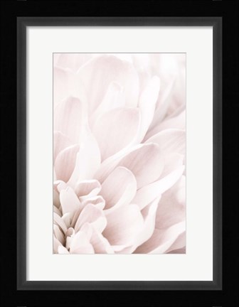 Framed Chrysanthemum No 4 Print