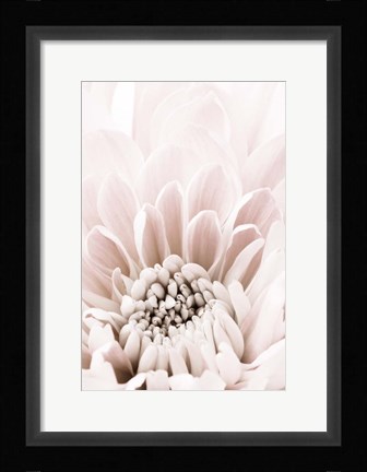 Framed Chrysanthemum No 6 Print