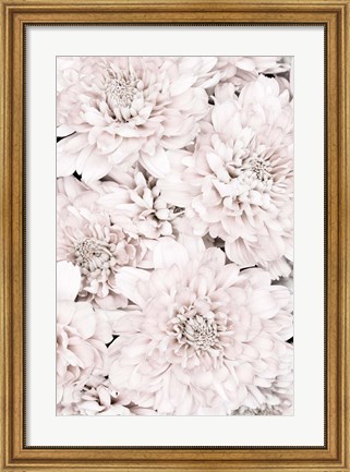 Framed Chrysanthemum No 7 Print