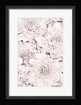 Framed Chrysanthemum No 7 Print