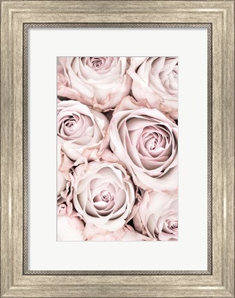 Framed Pink Roses No 1 Print
