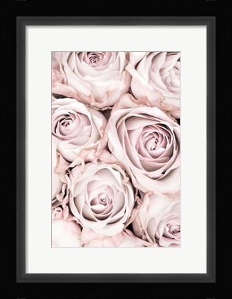 Framed Pink Roses No 1 Print