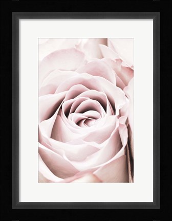 Framed Pink Rose No 6 Print