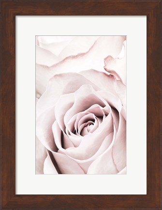 Framed Pink Rose No 5 Print