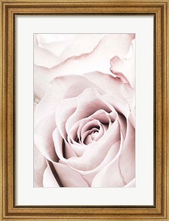 Framed Pink Rose No 5 Print