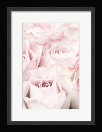 Framed Pink Roses 5 Print