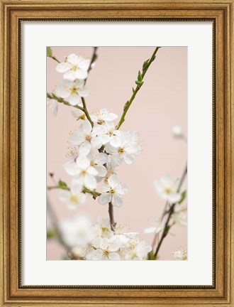 Framed Cherry Tree Flowers Print