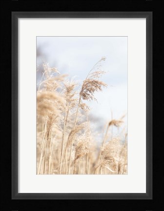 Framed Grass Reed and sky 3 Print