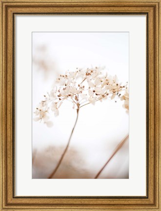 Framed Soft Dried Flower Brown Print