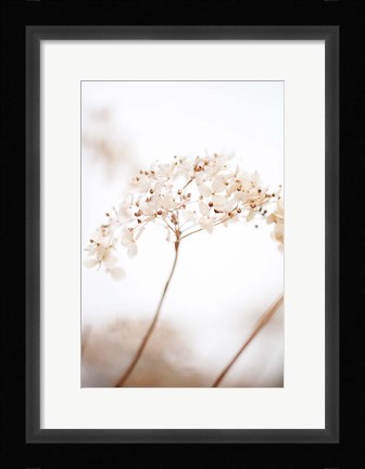 Framed Soft Dried Flower Brown Print