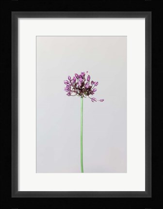 Framed Chive Flower Print