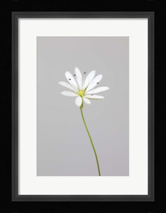Framed Small White Flower 1 Print