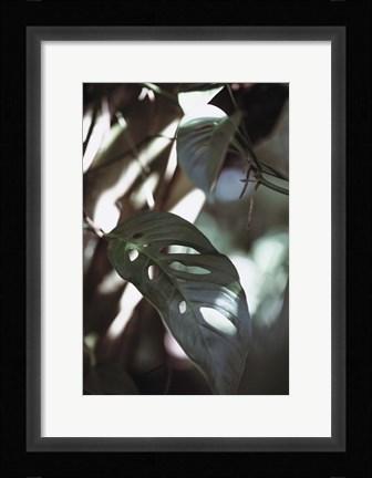 Framed Monstrea Leaves Nature 1 Print