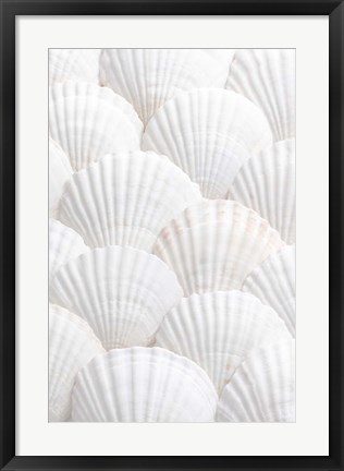 Framed Shells 3 Print