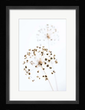 Framed Dried Flower 2 Natural Print