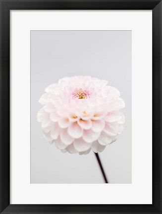 Framed Pink Flower No 3 Print