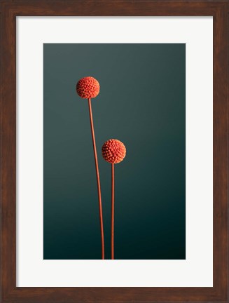 Framed Orange Seed Capsules Print