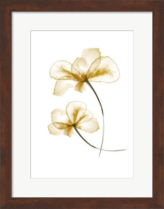 Framed Pressed Flowers Print