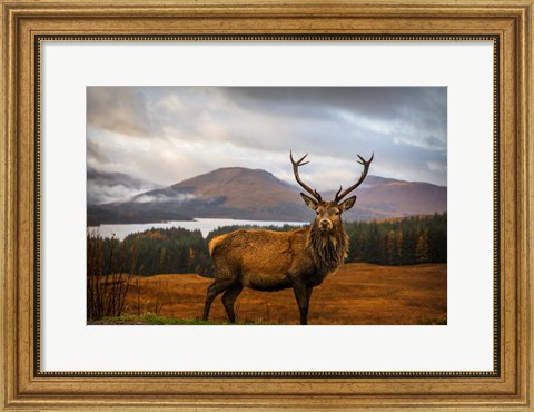 Framed Scottish Stag Print