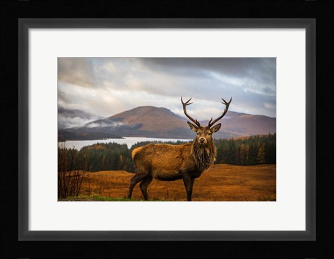 Framed Scottish Stag Print