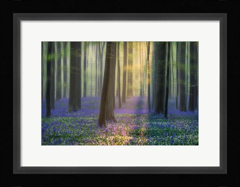 Framed Daydreaming of Bluebells Print